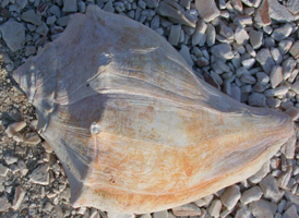 Knobbed Whelk
